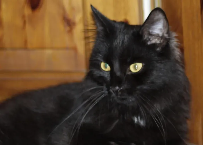 Daire Urban22 - Urlaub Im Denkmal Quedlinburg